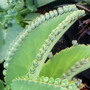 Mother of Thousands - Kalanchoe daigremontiana