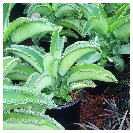 Mother of Thousands  - Kalanchoe daigremontiana