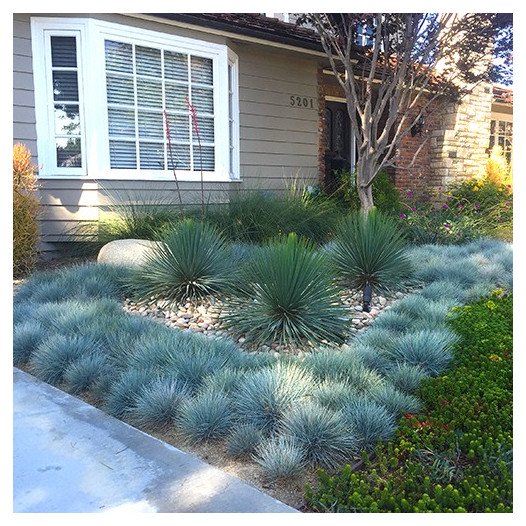 Blue Fescue  - Festuca Glauca