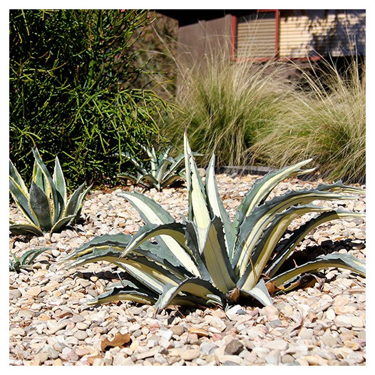 White-Striped Century Plant  - Agave americana var. medio-picta 'Alba'