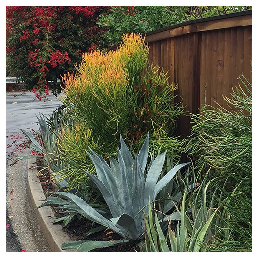 Red Pencil Plant  - Euphorbia tirucalli 'Sticks on Fire'