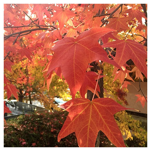 Sweet Gum  - Liquidambar styraciflua