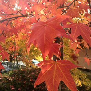 Sweet Gum - Liquidambar styraciflua