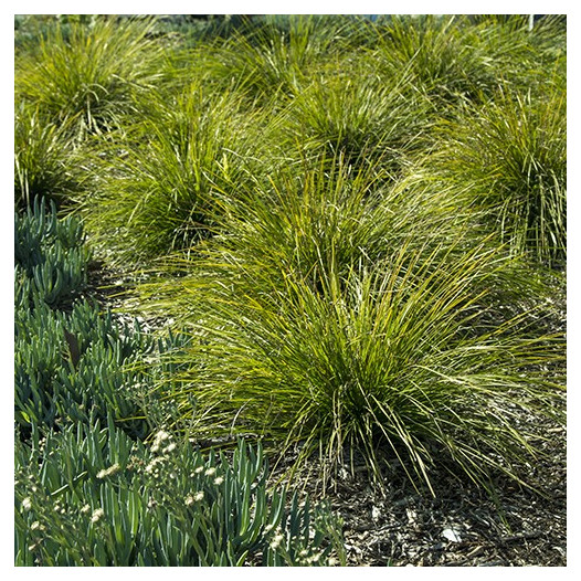 Dwarf Mat Rush  - Lomandra longifolia 'Breeze'