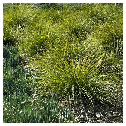 Dwarf Mat Rush  - Lomandra longifolia 'Breeze'