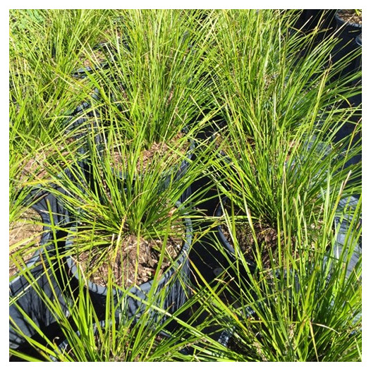 Dwarf Mat Rush  - Lomandra longifolia 'Breeze'