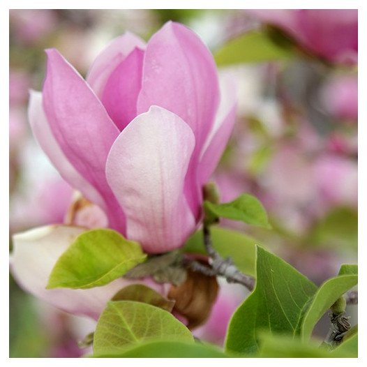 Saucer Magnolia - Magnolia x soulangeana