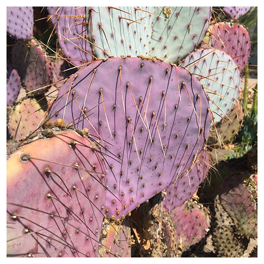 Santa Rita Purple Prickly Pear  - Opuntia 'Santa Rita'