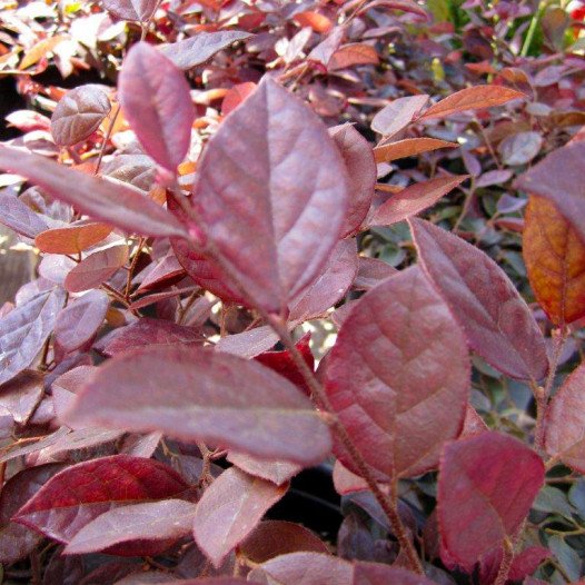 Red Chinese Fringe Flower  - Loropetalum chinense rubrum Burgundy