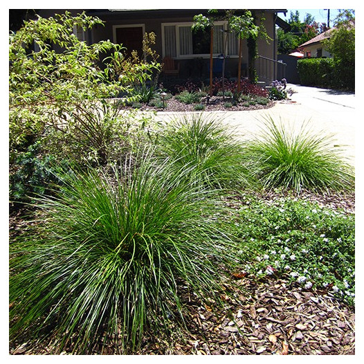 Dwarf Mat Rush  - Lomandra longifolia 'Breeze'