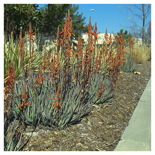 Blue Elf Aloe  - Aloe 'Blue Elf'