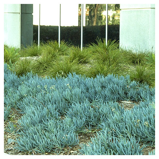 Kleina (Blue Chalk Sticks) - Senecio mandroliscae