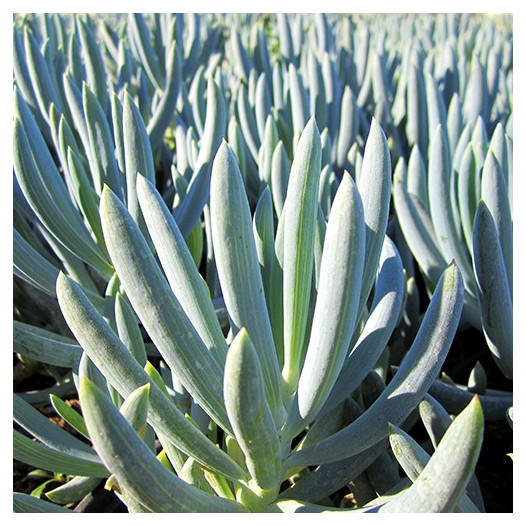 Kleina (Blue Chalk Sticks) - Senecio mandroliscae