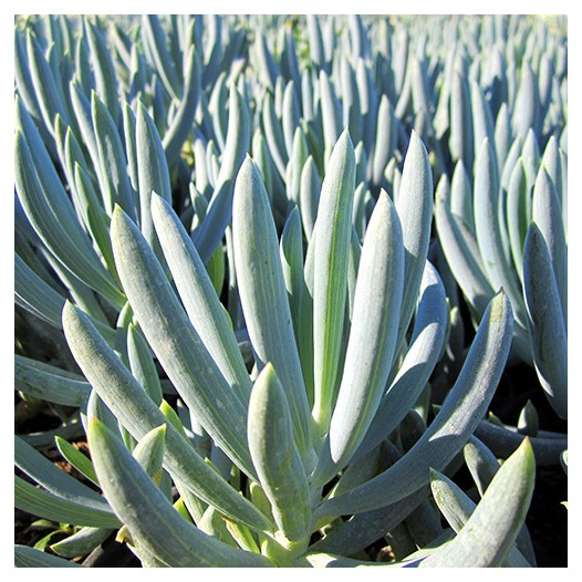 Kleina (Blue Chalk Sticks)  - Senecio mandroliscae