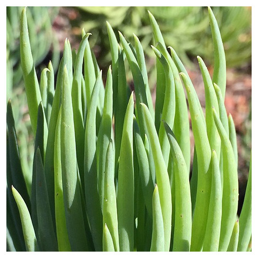 Narrow-Leaf Chalksticks  - Senecio cylindricus