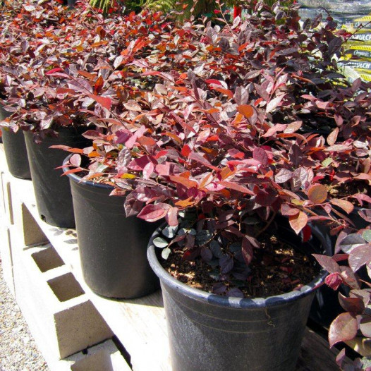 Red Chinese Fringe Flower  - Loropetalum chinense rubrum Burgundy