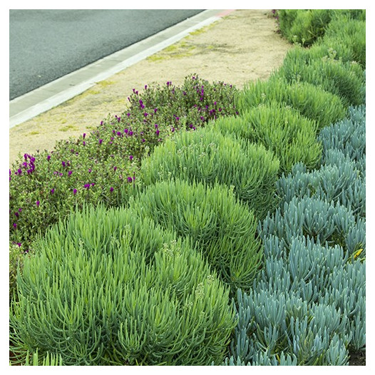 Narrow-Leaf Chalksticks  - Senecio cylindricus