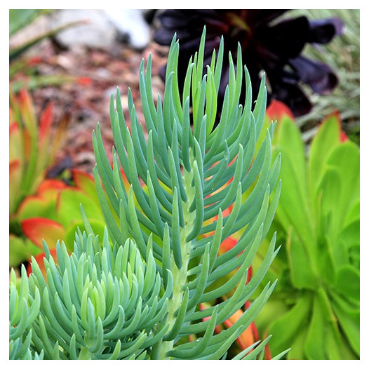 Narrow-Leaf Chalksticks  - Senecio cylindricus