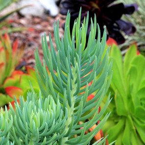 Narrow-Leaf Chalksticks - Senecio cylindricus