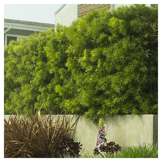 Fern Pine - Podocarpus Gracilior