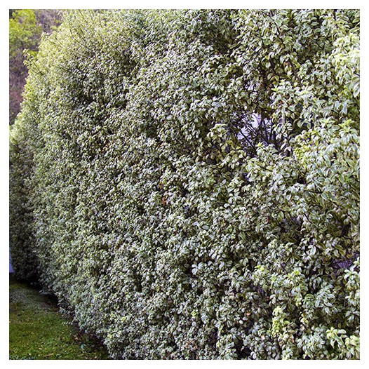 Variegated Kohuhu  - Pittosporum tenuifolium Marjorie Channon