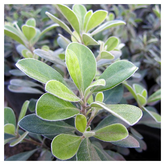 Dwarf Karo - Pittosporum crassifolium 'Nana'