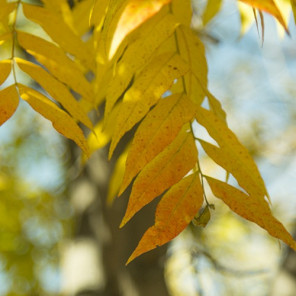 Chinese Pistache - Pistacia chinensis