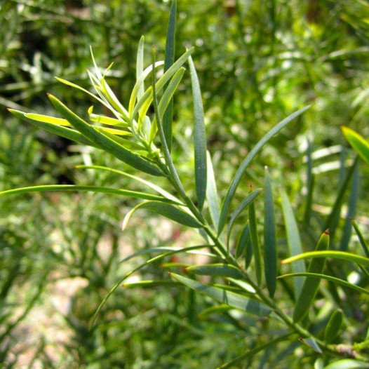 Fern Pine - Podocarpus Gracilior