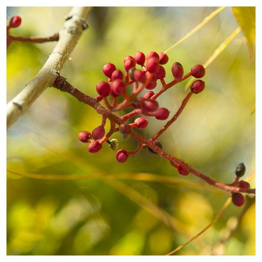 Chinese Pistache  - Pistacia chinensis