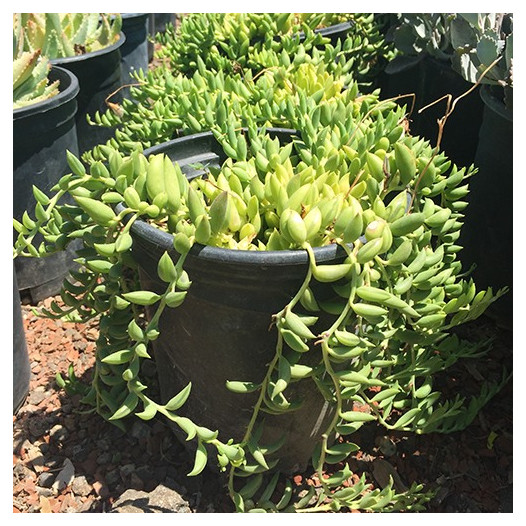 String of Bananas - Senecio radicans