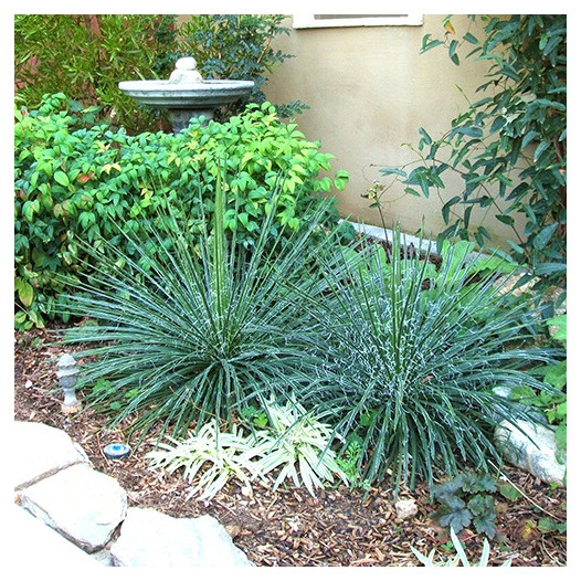 Twin Flowered Agave - Agave geminiflora