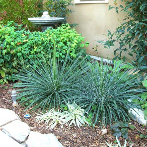 Twin Flowered Agave - Agave geminiflora