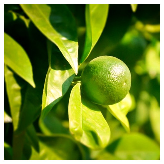 Mexican Lime, Key Lime  - Citrus × aurantiifolia