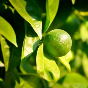 Mexican Lime, Key Lime - Citrus × aurantiifolia
