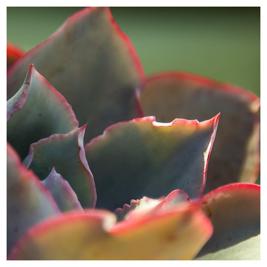 Afterglow Echeveria  - Echeveria 'Afterglow'