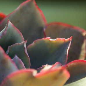 Afterglow Echeveria - Echeveria 'Afterglow'