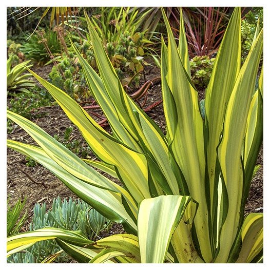 False Agave  - Furcraea foetida 'Mediopicta'