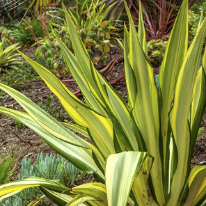 False Agave - Furcraea foetida 'Mediopicta'