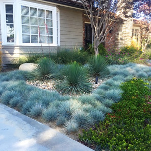 Elijah Blue Fescue - Festuca 'Elijah Blue'