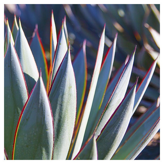 Blue Glow Agave  - Agave 'Blue Glow'