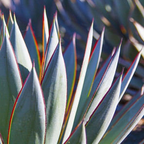 Blue Glow Agave - Agave 'Blue Glow'