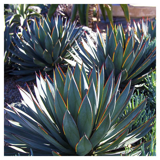 Blue Glow Agave  - Agave 'Blue Glow'