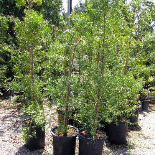 Fern Pine  - Podocarpus Gracilior