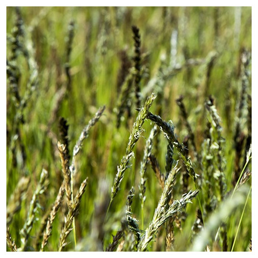Autumn Moor Grass  - Sesleria autumnalis