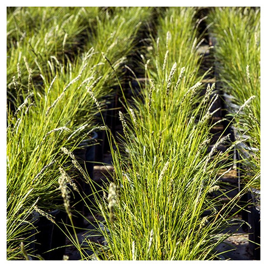 Autumn Moor Grass  - Sesleria autumnalis