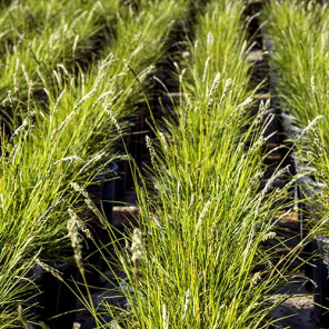 Autumn Moor Grass - Sesleria autumnalis