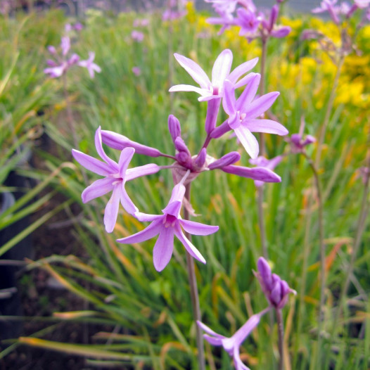 Society Garlic  - Tulbaghia violacea