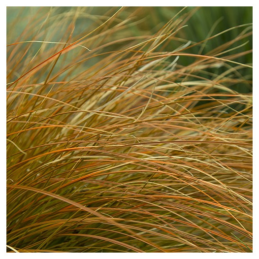 Orange Sedge  - Carex testacea