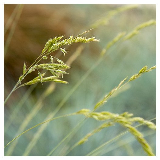 Blue Fescue  - Festuca Glauca