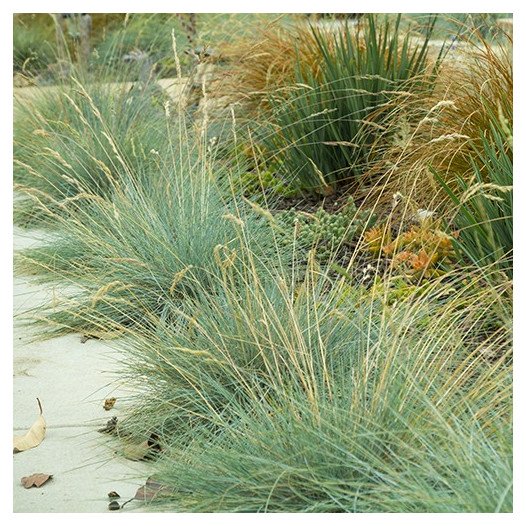 Blue Fescue  - Festuca Glauca